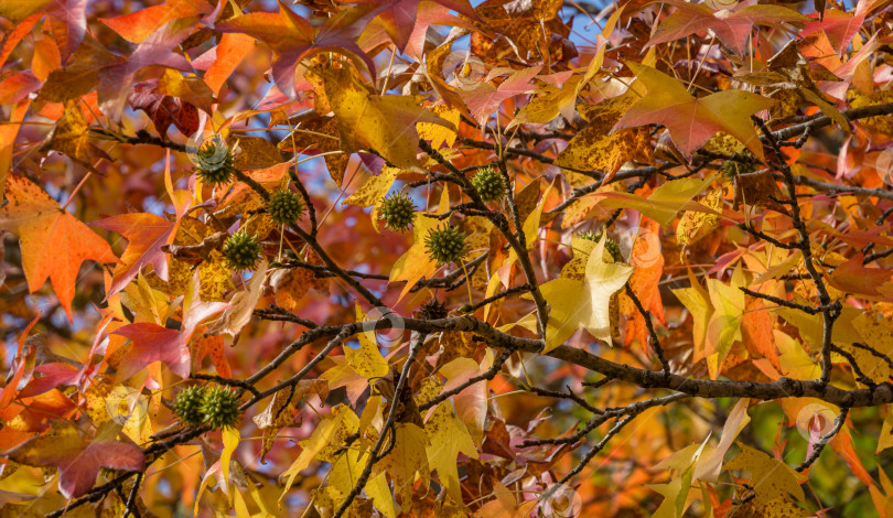 Скачать Крупный план красного осеннего листа Liquidambar styraciflua, обычно называемого американской душицей (янтарное дерево), с зелеными колючими шариками семян. Ветка янтарного дерева в осеннем саду. Концепция природы для дизайна фотосток Ozero