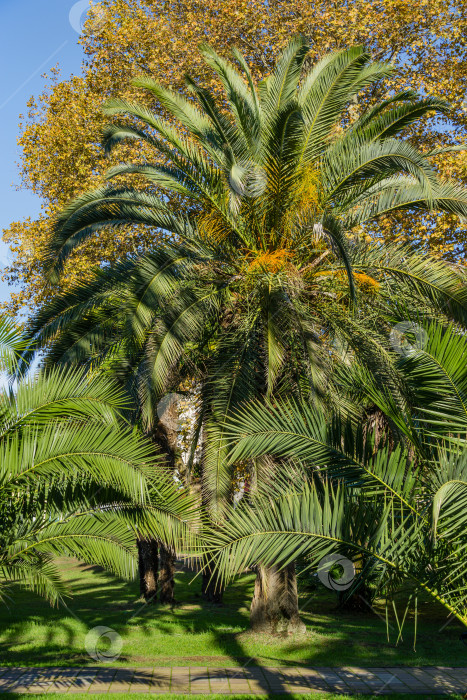 Скачать Красивая пальма Канарского острова Финиковая пальма (Phoenix canariensis) в городском парке Сочи. Красивый экзотический пейзаж с большими и молодыми пальмами. фотосток Ozero