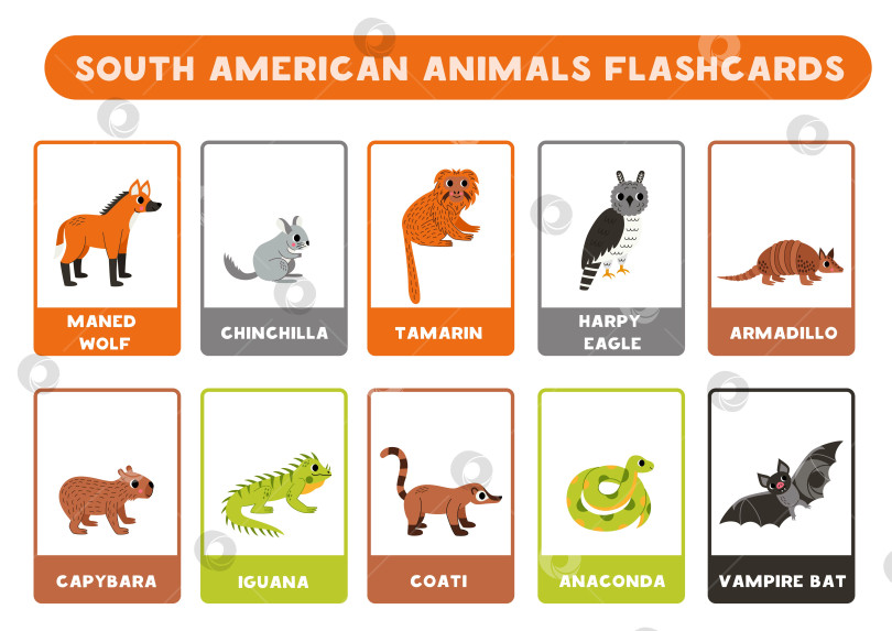 Скачать Милые южноамериканские животные с именами. Карточки для изучения английского языка. фотосток Ozero