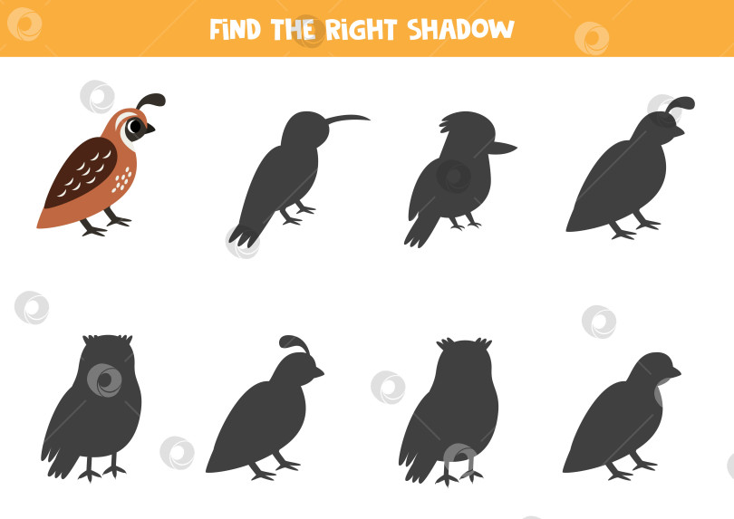 Скачать Найди тень милой перепелки. Развивающая логическая игра для детей. фотосток Ozero