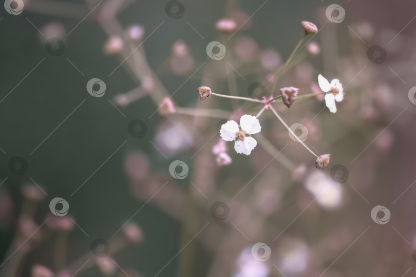 Скачать Крошечные белые цветочки на размытом розовом фоне фотосток Ozero