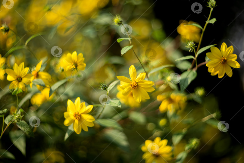 Скачать Желтые цветы в летнем саду фотосток Ozero