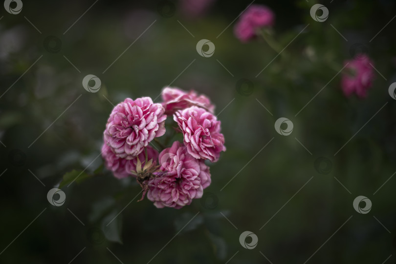 Скачать Розовая роза цветет в саду фотосток Ozero