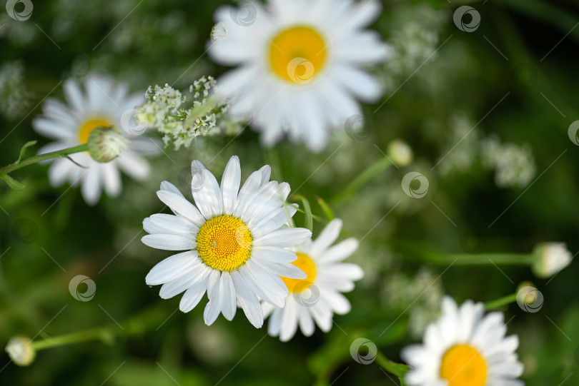 Скачать крупным планом цветущие белые полевые цветы ромашки в поле летом фотосток Ozero