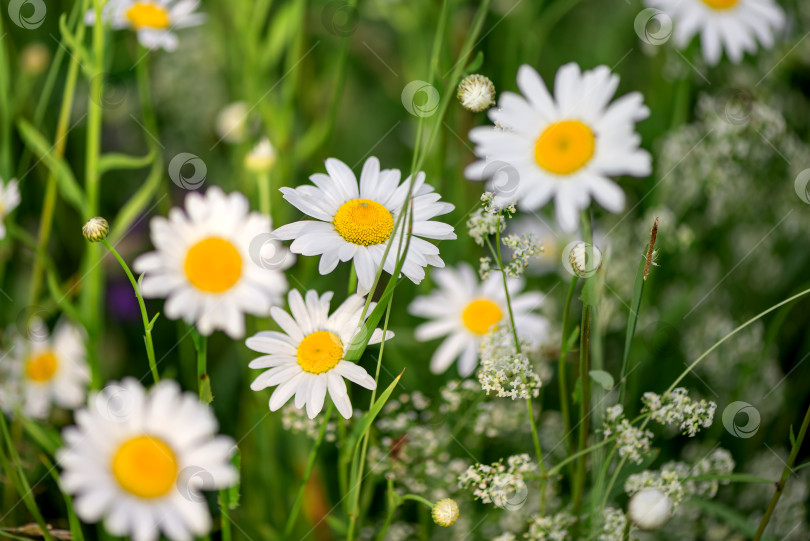 Скачать цветущий луг полевых цветов белой ромашки летом фотосток Ozero