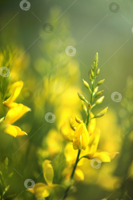 Скачать желтые полевые цветы на размытом фоне фотосток Ozero