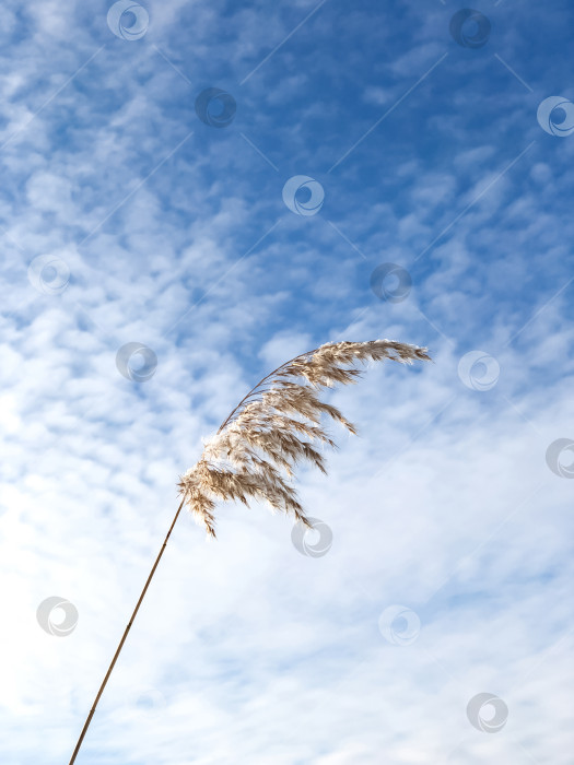 Скачать сухая пушистая трава на фоне голубого облачного неба фотосток Ozero