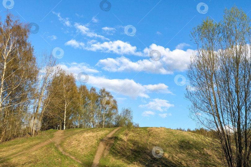 Скачать Деревья на холме в солнечный день под голубым небом с белыми облаками фотосток Ozero