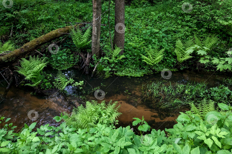 Скачать лесной ручей среди растущих зеленых папоротников фотосток Ozero