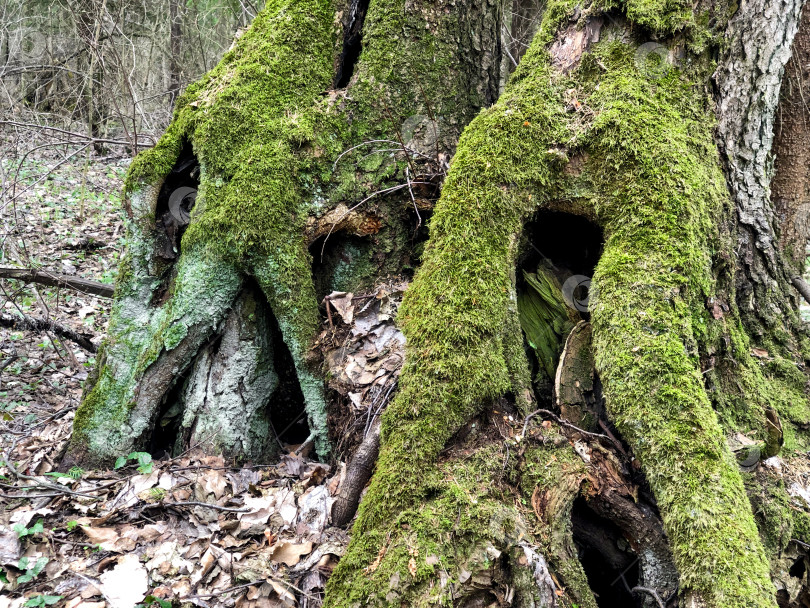 Скачать старые деревья с искривленными зелеными мшистыми корнями крупным планом фотосток Ozero