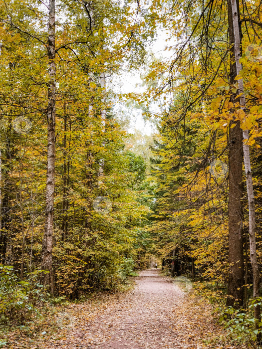Скачать Грунтовая дорога, покрытая опавшими листьями, в осеннем парке среди деревьев с зеленой и желтой листвой фотосток Ozero