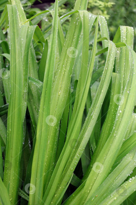 Скачать длинные ярко-зеленые узкие листья лилейника с каплями дождя фотосток Ozero