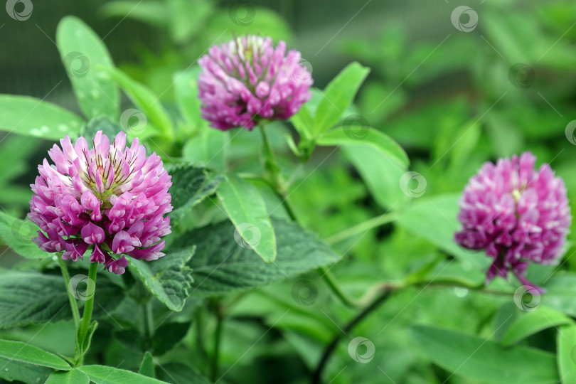 Скачать яркие цветы клевера (лат. Trifolium) в солнечный день фотосток Ozero