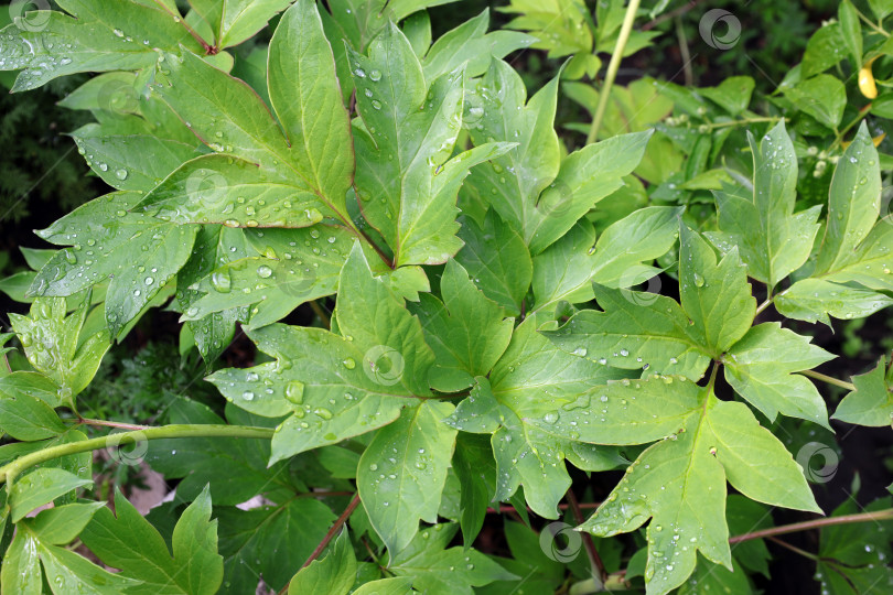 Скачать капли дождя на резных зеленых листьях пиона фотосток Ozero