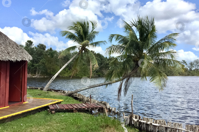 Скачать Хижина с соломенной крышей и кокосовыми пальмами, растущими неподалеку от набережной реки джунгли фотосток Ozero
