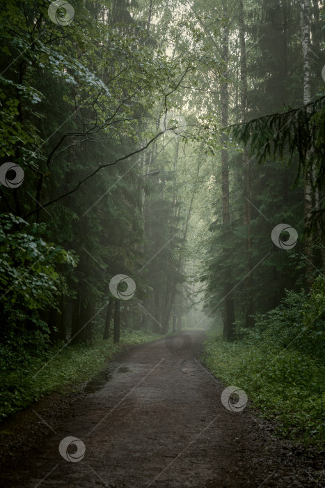 Скачать Туманная грунтовая дорога через хвойный лес, мистический пейзаж фотосток Ozero