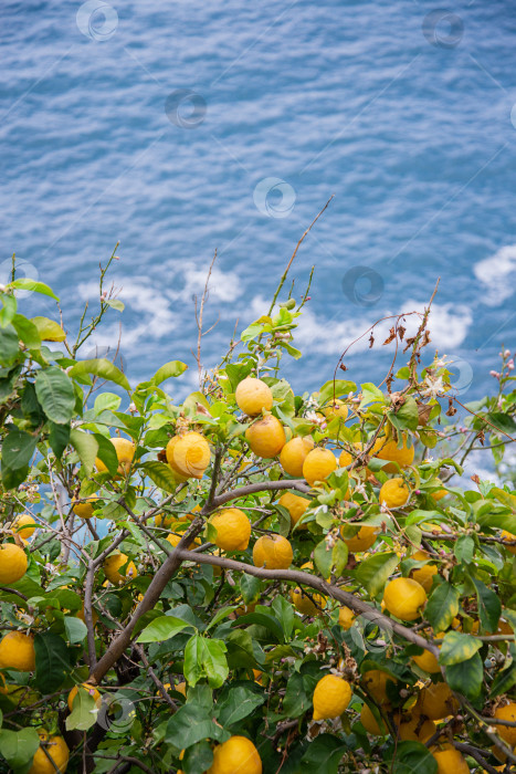 Скачать Желтые свежие лимоны, висящие на дереве во фруктовом саду на фоне синего моря фотосток Ozero
