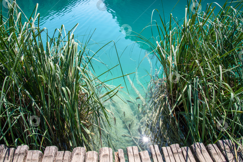 Скачать Край деревянного пешеходного моста через озеро с прозрачной водой, где плавают стайки рыб и зеленая тростниковая трава фотосток Ozero
