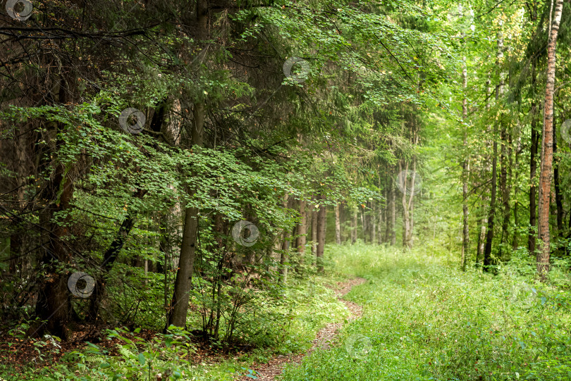 Скачать Узкая тропинка среди деревьев летний лесной пейзаж фотосток Ozero