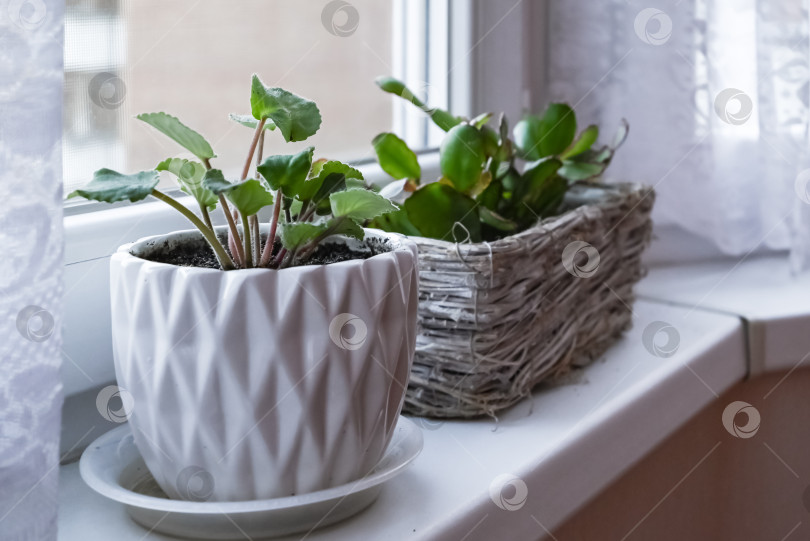 Скачать Маленькие зеленые комнатные растения в белых горшочках на подоконнике фотосток Ozero