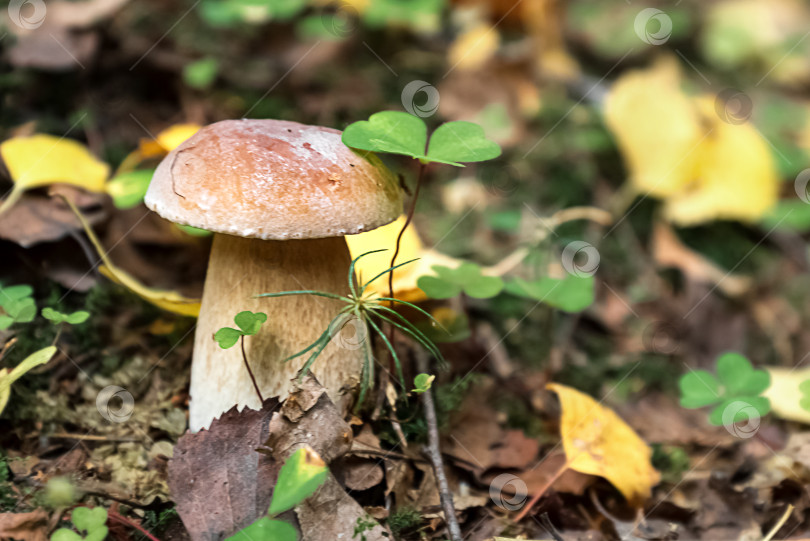 Скачать Гриб Boletus edulis растет в лесу фотосток Ozero