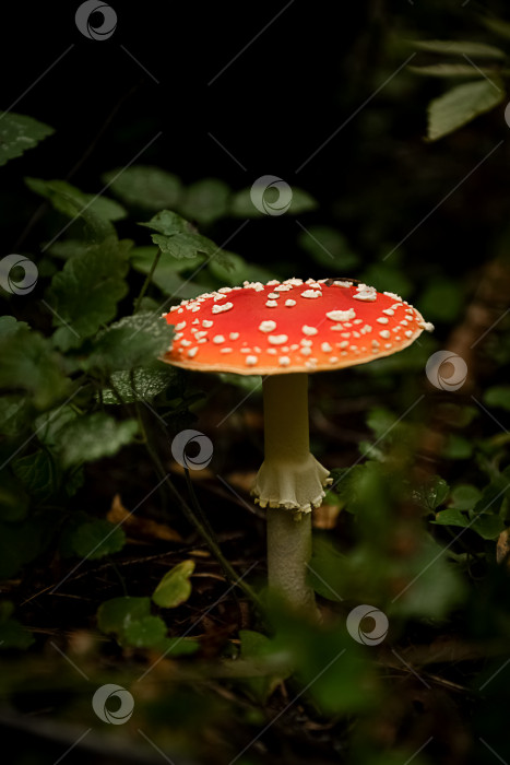 Скачать В лесу растет мухомор с белыми пятнами на красной шляпке. Опасный ядовитый гриб фотосток Ozero