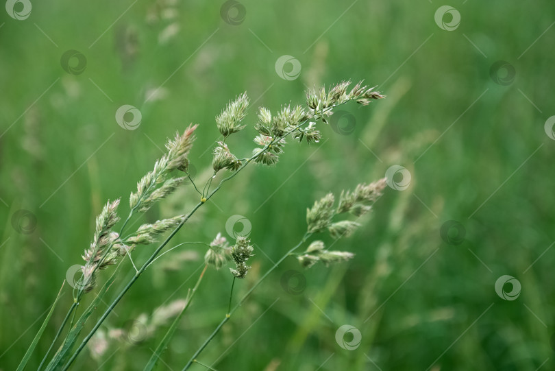Скачать Колоски травы растут на размытом фоне зеленого летнего поля фотосток Ozero