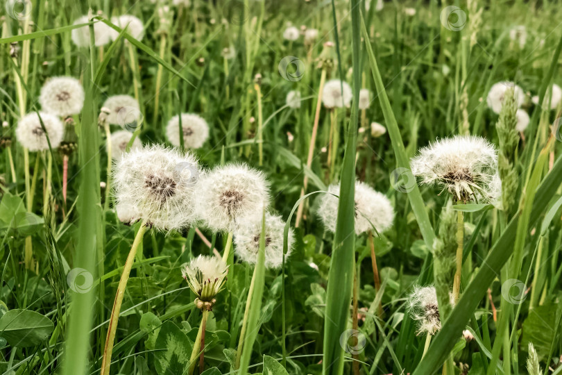 Скачать Пушистые белые цветы одуванчика среди зеленой травы в летнем поле фотосток Ozero