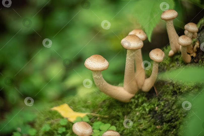 Скачать Растет пучок грибов Armillaria mellea фотосток Ozero