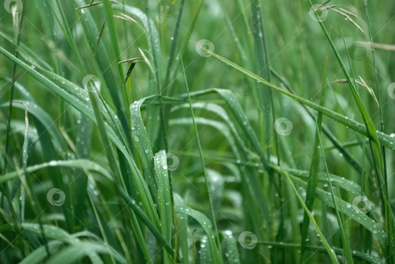 Скачать Зеленая трава, покрытая каплями воды после дождя, летний естественный фон фотосток Ozero