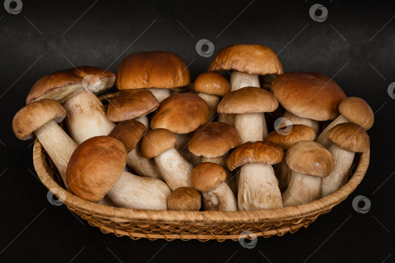 Скачать Собранные белые грибы в плетеной корзинке готовы к приготовлению фотосток Ozero