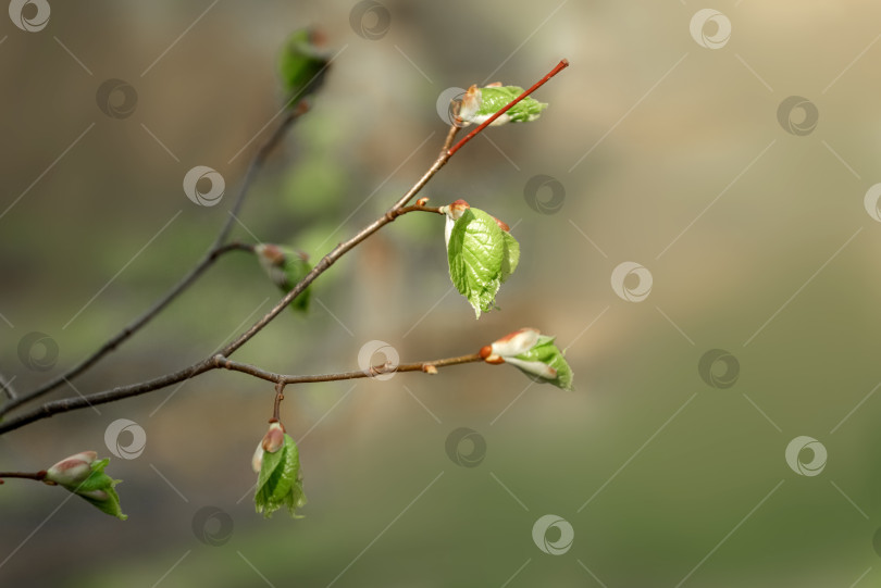 Скачать Ветки деревьев с зелеными листовыми почками, готовыми лопнуть весной фотосток Ozero