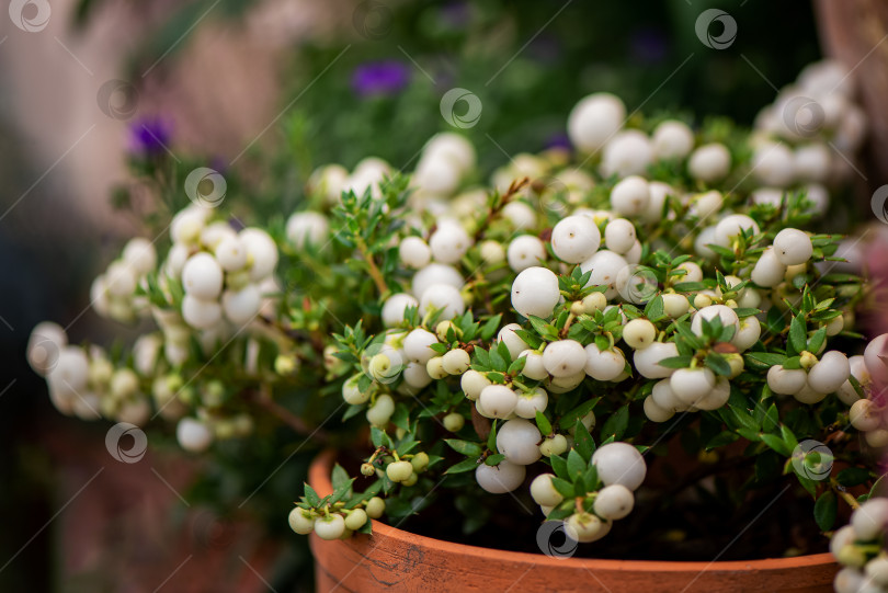 Скачать Пернеттия мукронатная вечнозеленый кустарник с белыми ягодами растет в цветочном горшке фотосток Ozero