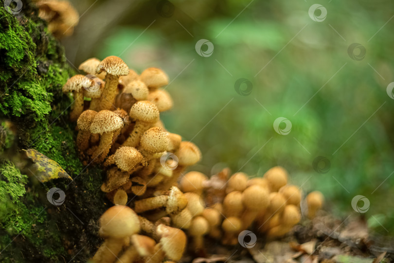 Скачать Группа грибов-поганок растет на стволе дерева, покрытом зеленым мхом. Летний сезон в лесу фотосток Ozero