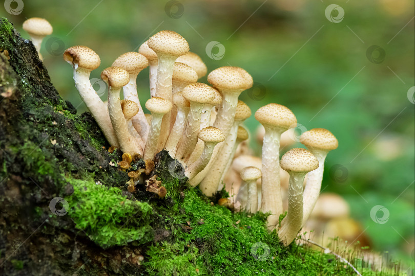Скачать Крупный план пучка грибов Armillaria mellea, растущих на стволе дерева в лесу фотосток Ozero
