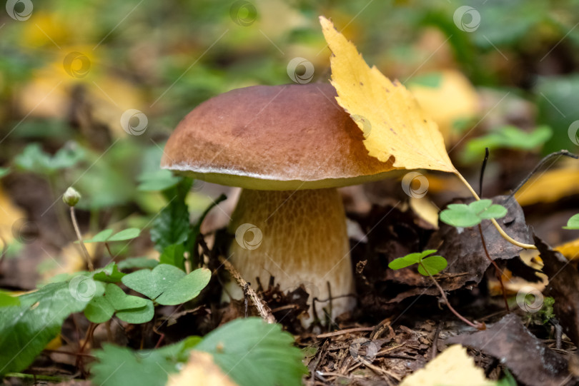 Скачать Белый гриб или подберезовик с желтым березовым листом на шляпке растет в осеннем лесу фотосток Ozero