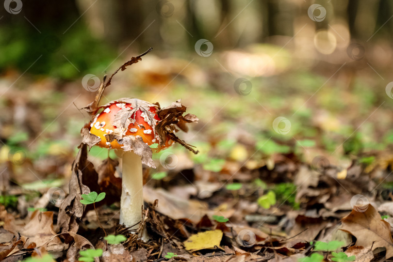 Скачать Ядовитый гриб amanita muscaria с сухими листьями на шляпке, растущий в лесу фотосток Ozero