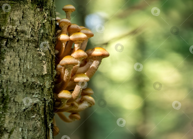 Скачать Пучок грибов Armillaria mellea в осеннем лесу растет на стволе дерева фотосток Ozero