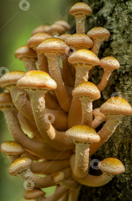 Скачать Пучок грибов Armillaria mellea в осеннем лесу растет на стволе дерева фотосток Ozero