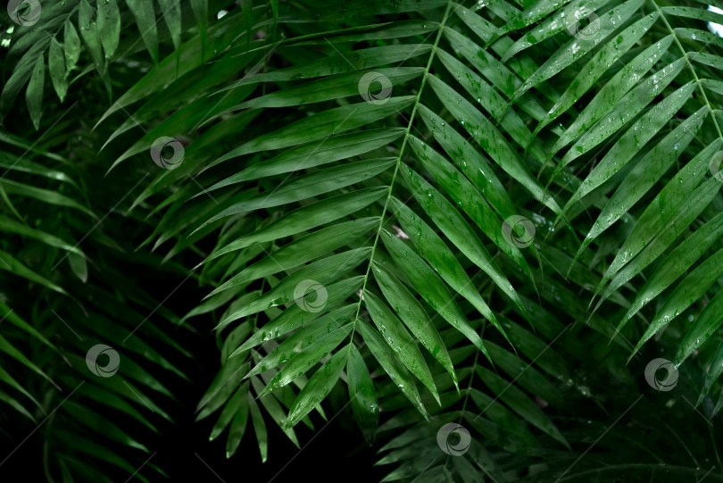 Скачать Глубокий темно-зеленый фон из пальмовых листьев фотосток Ozero