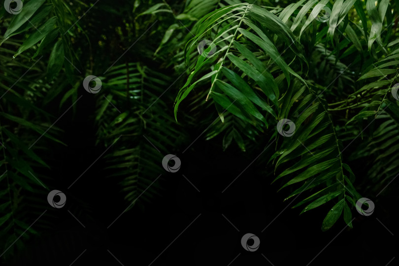 Скачать Зеленые пальмовые листья на темном тропическом фоне фотосток Ozero
