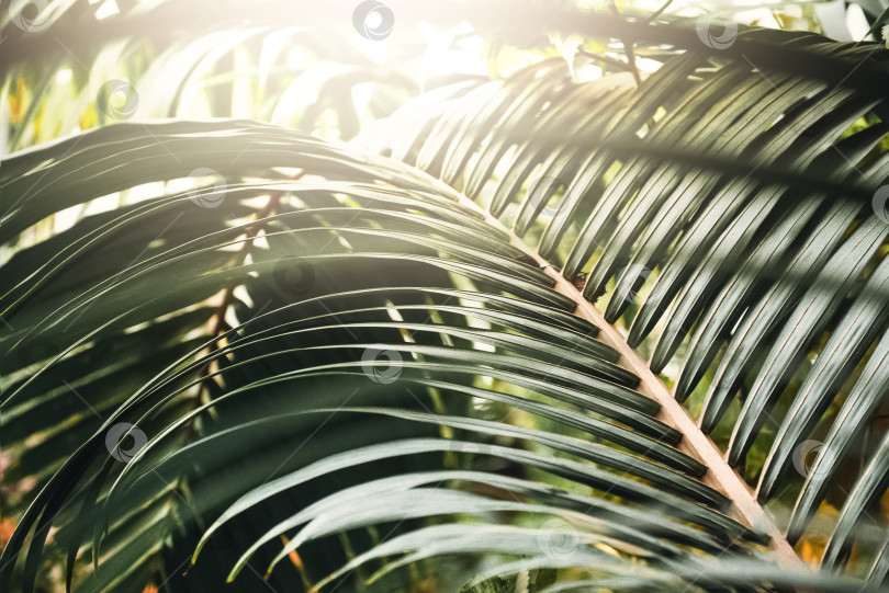 Скачать Солнечный свет освещал ветку пальмы на тропическом фоне фотосток Ozero