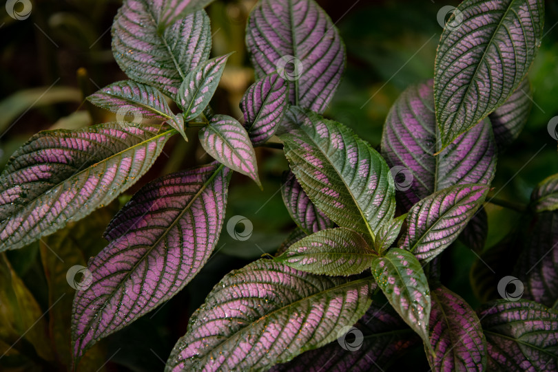 Скачать Зеленые и фиолетовые листья домашних растений крупным планом на естественном фоне фотосток Ozero