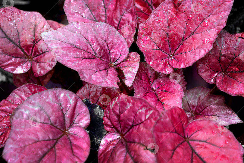 Скачать Бегония комнатное растение с красными листьями на естественном фоне фотосток Ozero