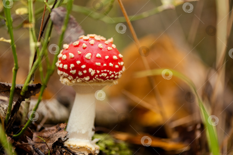 Скачать Мухомор мускариевый или ядовитый гриб-мухомор растет в траве в лесу фотосток Ozero