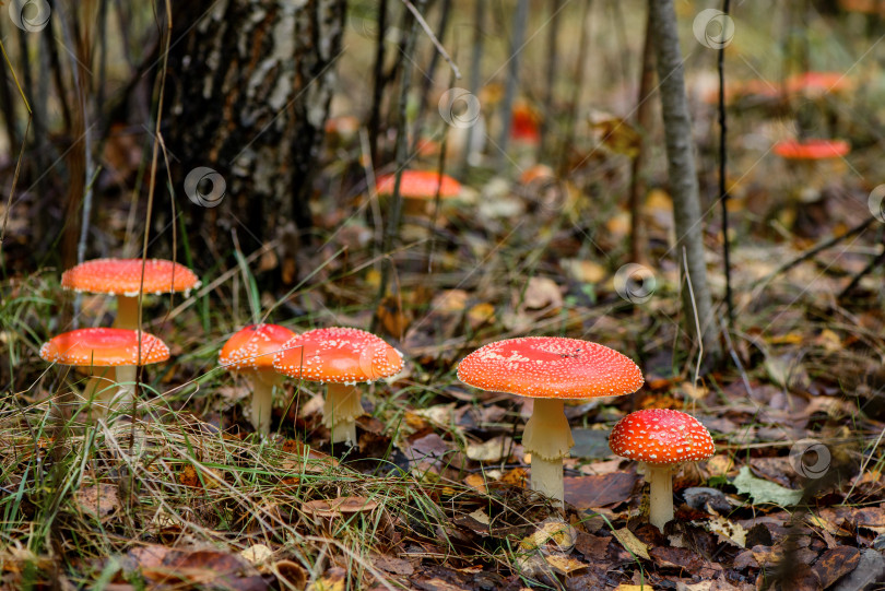 Скачать Группа ядовитых грибов-мухоморов (amanita muscaria), растущих в осеннем лесу фотосток Ozero