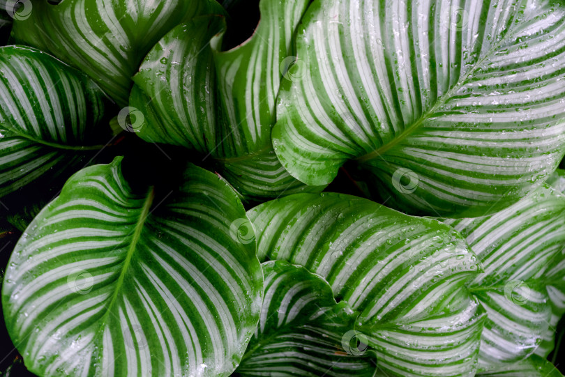 Скачать Комнатное растение Калатея орбифолия с полосатыми зелеными листьями на естественном фоне фотосток Ozero
