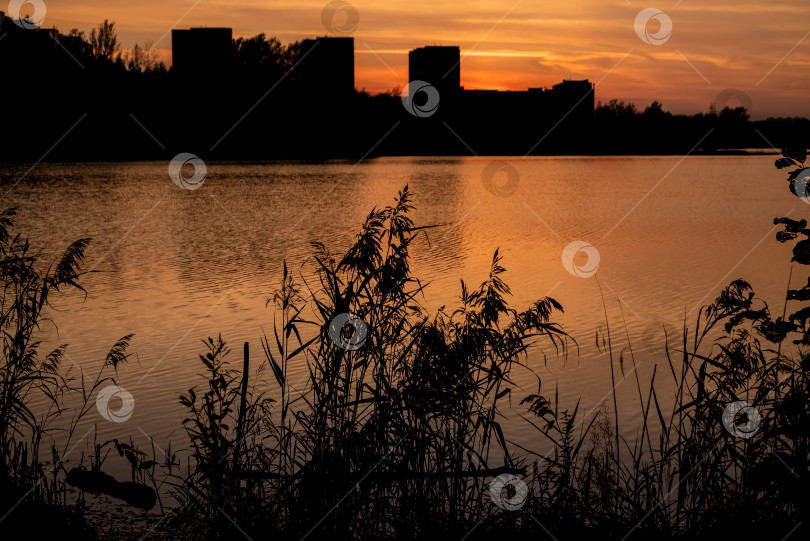 Скачать силуэт тростника на закате на фоне ряби озерной воды с городским пейзажем на горизонте фотосток Ozero