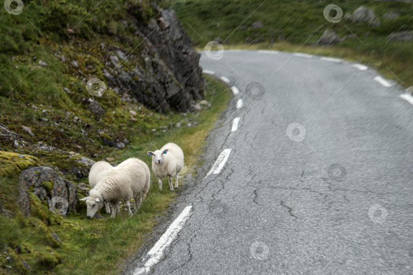 Скачать овцы пасутся на краю дороги фотосток Ozero