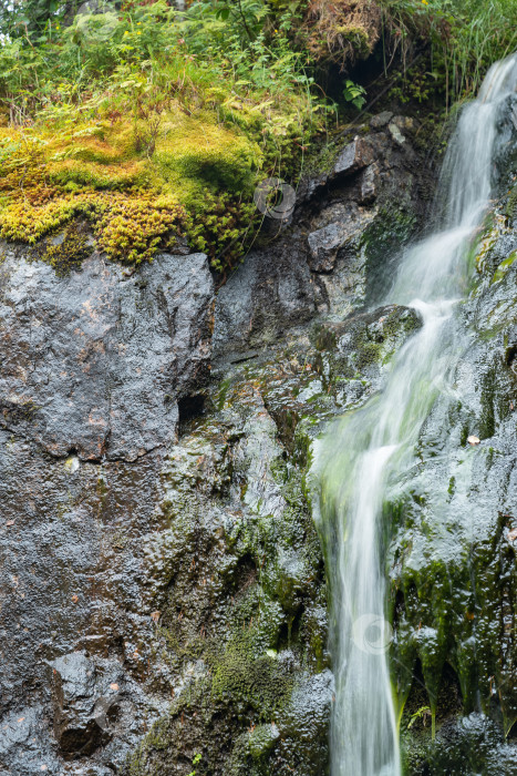 Скачать лесной ручей каскадом низвергается со скал среди травы и листьев папоротника фотосток Ozero